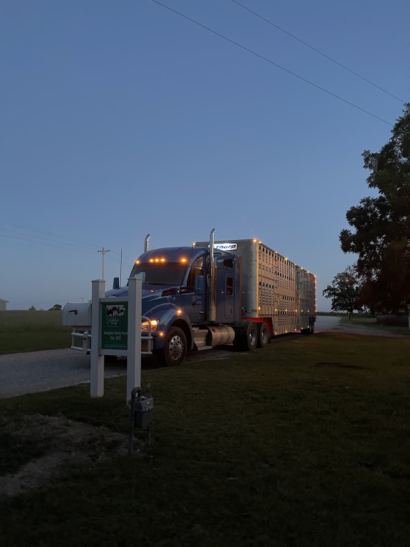 Hauling cattle on the Douglas family farm
